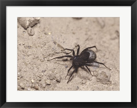 Framed High angle view of a Black Widow Spider Print