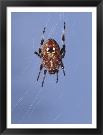 Framed Low angle view of a spider on web Print