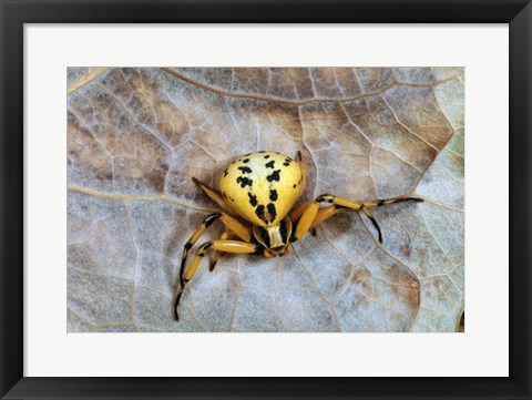 Framed Crab Spider Print