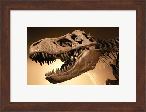 Framed Palais de la Decouverte Tyrannosaurus Rex Print