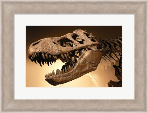 Framed Palais de la Decouverte Tyrannosaurus Rex Print