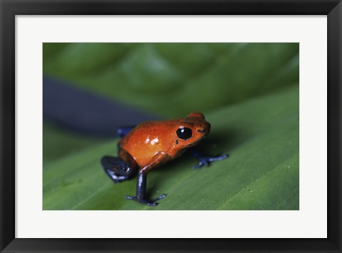 Framed Strawberry Poison Dart Frog Print