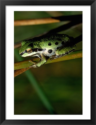 Framed Pacific Tree Frog Print