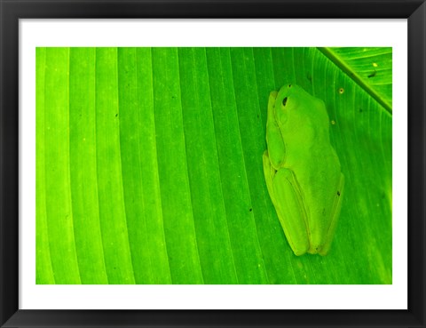 Framed Green frog  hiding on a banana leaf, Costa Rica Print