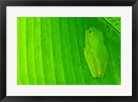 Framed Green frog  hiding on a banana leaf, Costa Rica Print