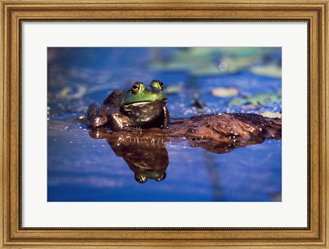 Framed Bullfrog Print