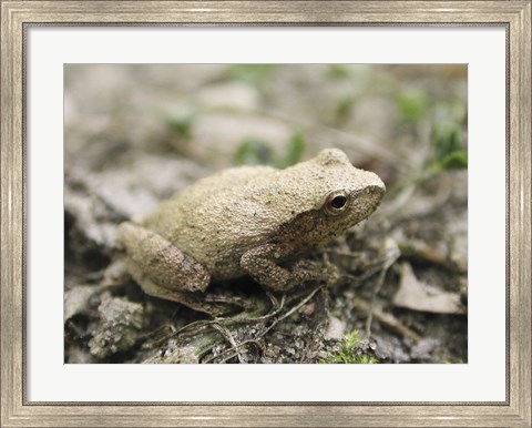 Framed Close-up of a toad on the ground Print