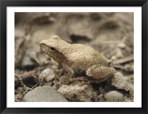 Framed Close-up of a toad on a rock Print