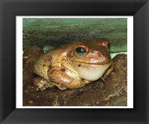 Framed Cuban Tree Frog Print