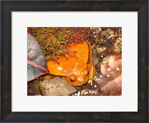 Framed Tomato Frog Print