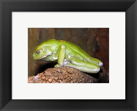 Framed Waxy Tree Frog Print