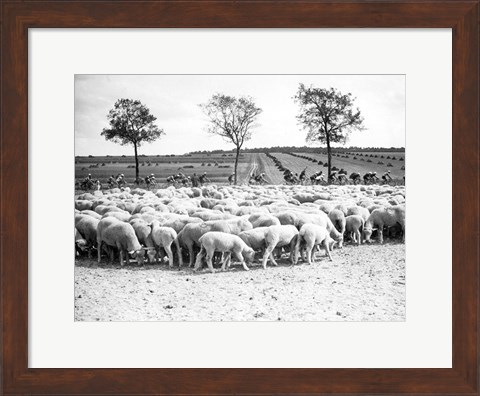 Framed Cyclists passing a herd of sheep, Tour de France 1938 Print