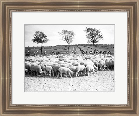 Framed Cyclists passing a herd of sheep, Tour de France 1938 Print