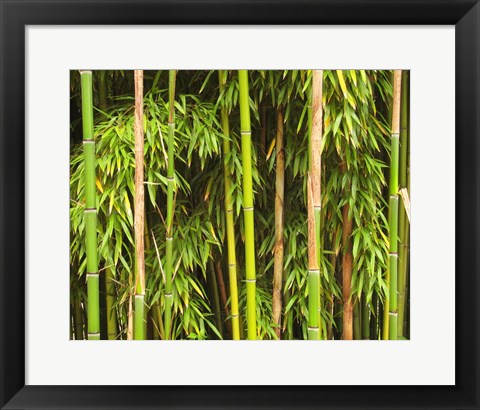 Framed Bamboo Richelieu Print