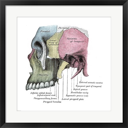 Framed Skull Diagram Print