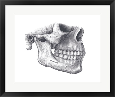 Framed Skull Diagram Print