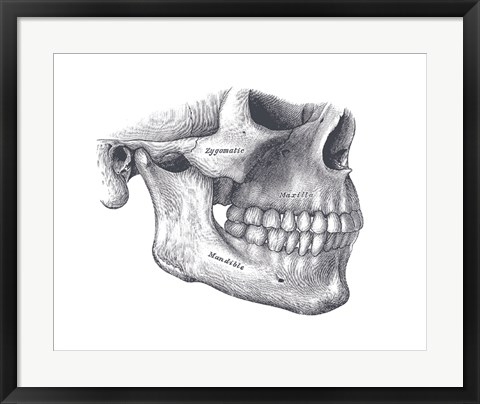 Framed Skull Diagram Print