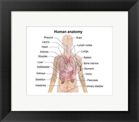 Framed Man shadow anatomy Print