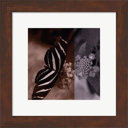 Framed Butterfly Study IV Print