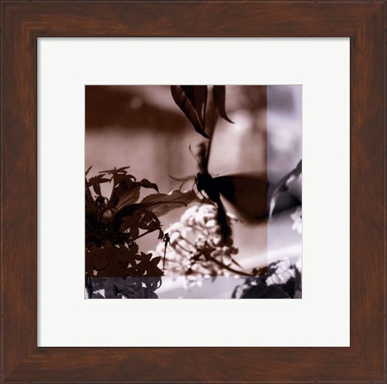 Framed Butterfly Study V Print