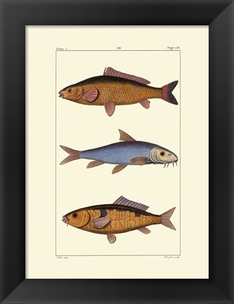 Framed Freshwater Fish II Print