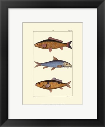 Framed Freshwater Fish II Print