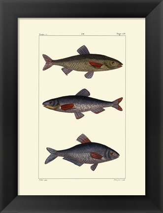 Framed Freshwater Fish III Print