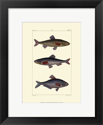 Framed Freshwater Fish III Print