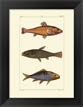 Framed Freshwater Fish IV Print