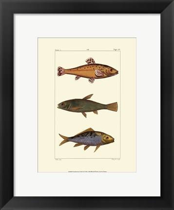 Framed Freshwater Fish IV Print