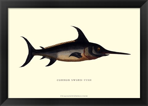 Framed Common Sword-Fish Print