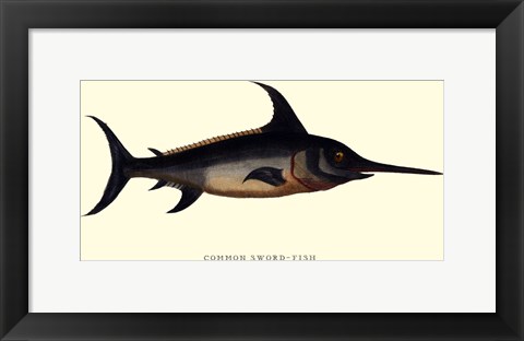 Framed Common Sword-Fish Print