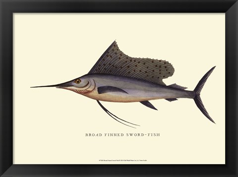 Framed Broad Finned Sword-Fish Print