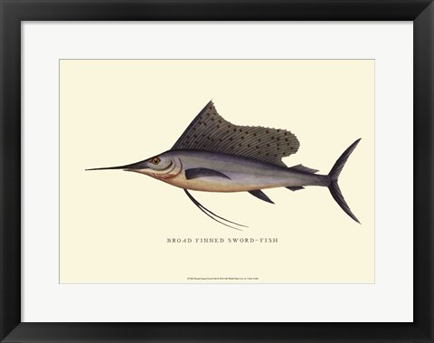 Framed Broad Finned Sword-Fish Print