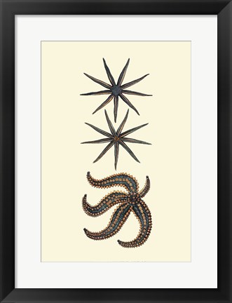 Framed Aquamarine Starfish II Print