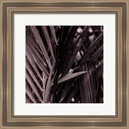 Framed Bamboo Study I Print