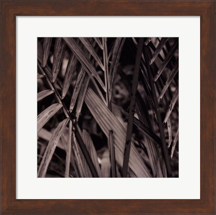 Framed Bamboo Study II Print