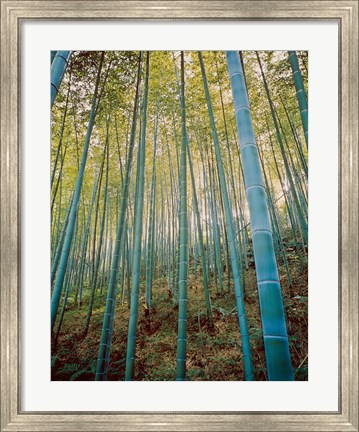 Framed Bamboo Forest, Sagano, Japan Print