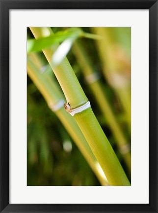 Framed Close-up of bamboo shoots Print