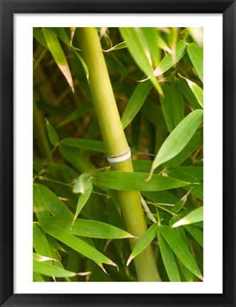 Framed Close-up of a bamboo shoot with bamboo leaves Print