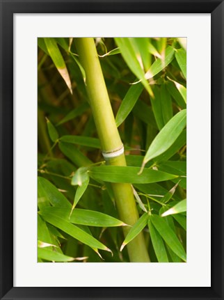 Framed Close-up of a bamboo shoot with bamboo leaves Print