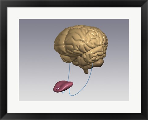 Framed Close-up of a human tongue connected to a human brain Print