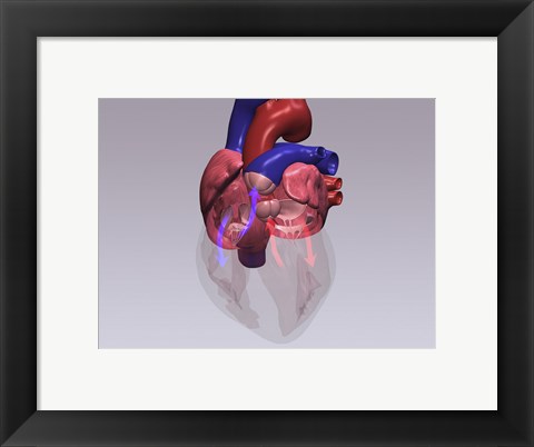 Framed Close-up of a human heart with flow model Print