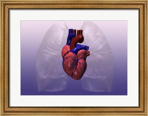 Framed Close-up of a human heart model Print