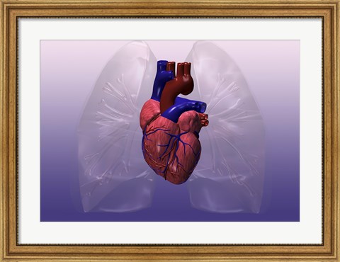 Framed Close-up of a human heart model Print