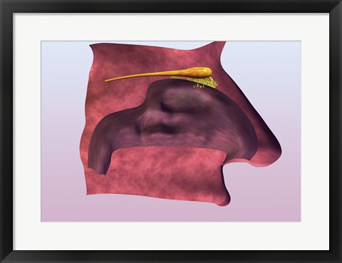 Framed Close-up of a human olfactory system Print