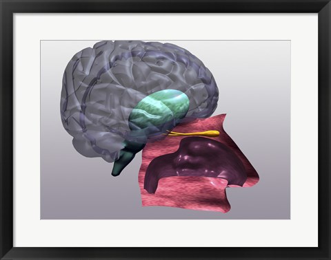 Framed Close-up of a human olfactory system Side View Print