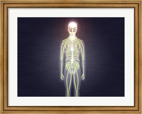 Framed Central nervous system of the human body Print