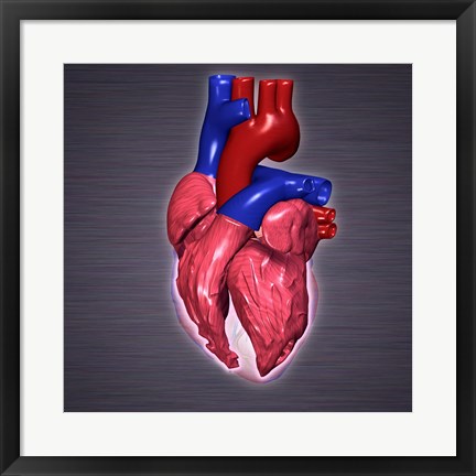 Framed Close-up of a human heart Print