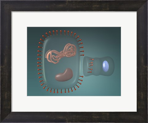 Framed Close-up of antigens produced in the human cell Print